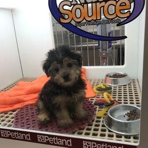 Meet your Posher, Cadence